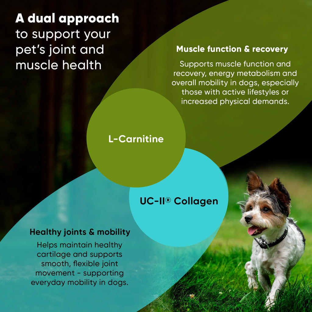 Joint & Muscle Health (Cats & Small Dogs)